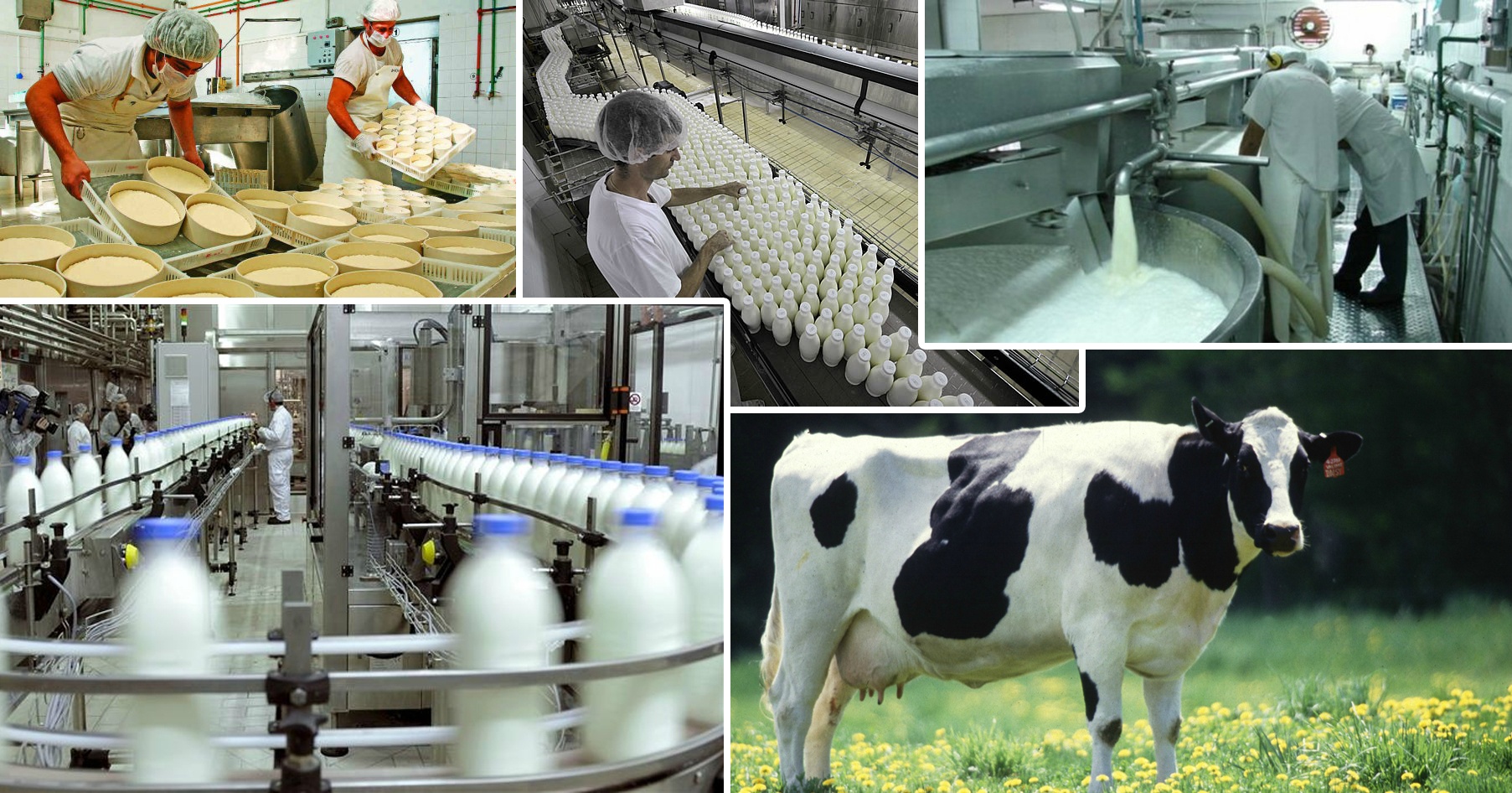 Народное хозяйство проект. Фирма "молочная ферма" Удмуртии. Технологии животноводства. Производство молока. Продукция животноводства в сельском хозяйстве.